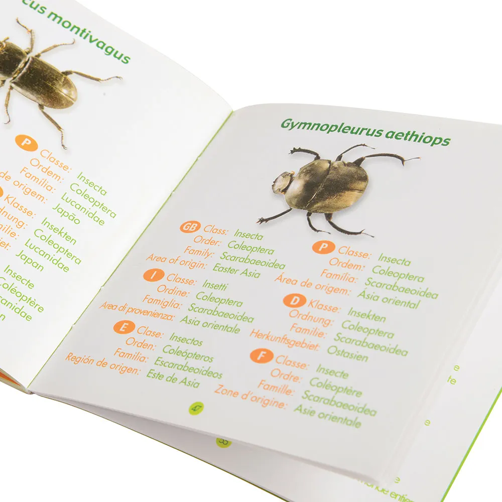 Bugs World Collection | 12 Encased Real Insects with Magnifying Glass