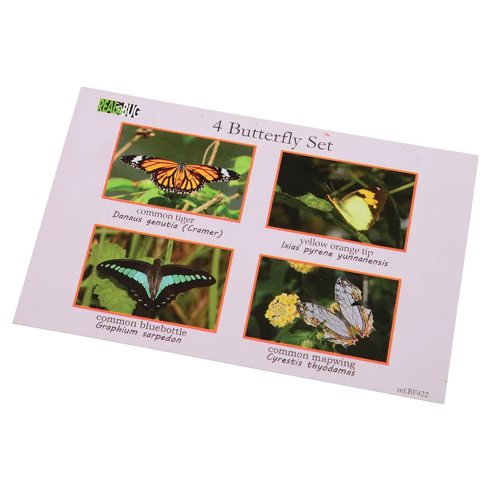 Educational Encased Butterfly Set | 4-Piece Collection with Identification Cards