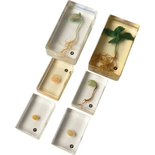 Encased Bean Germination Stages Set | Poly-Resin Models for Teaching Plant Growth
