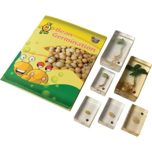 Encased Bean Germination Stages Set | Poly-Resin Models for Teaching Plant Growth
