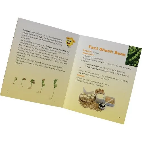 Encased Bean Germination Stages Set | Poly-Resin Models for Teaching Plant Growth