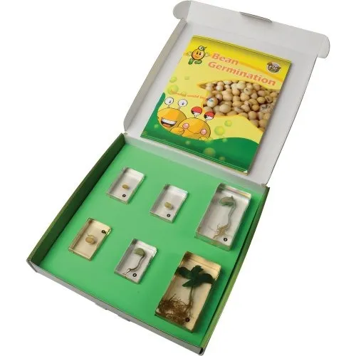 Encased Bean Germination Stages Set | Poly-Resin Models for Teaching Plant Growth