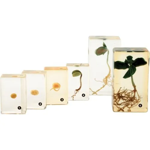 Encased Bean Germination Stages Set | Poly-Resin Models for Teaching Plant Growth