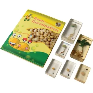 Encased Bean Germination Stages Set | Poly-Resin Models for Teaching Plant Growth