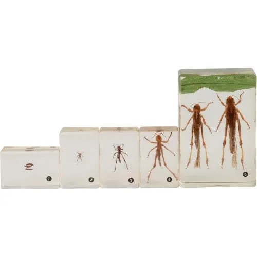 Grasshopper Life Cycle Discovery Set | 5-Piece Educational Model with Guide