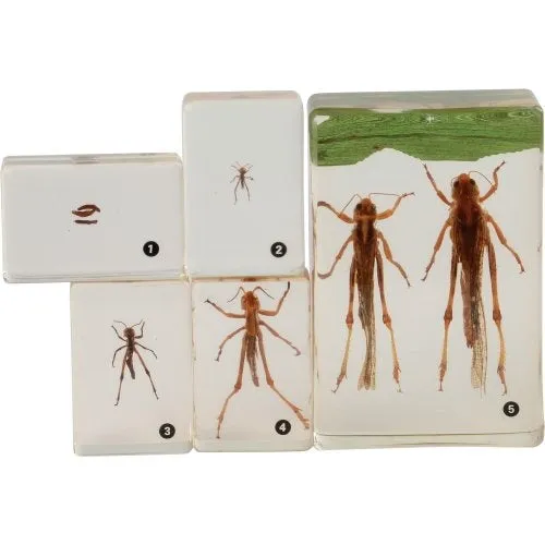Grasshopper Life Cycle Discovery Set | 5-Piece Educational Model with Guide