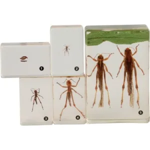 Grasshopper Life Cycle Discovery Set | 5-Piece Educational Model with Guide