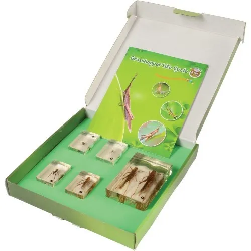 Grasshopper Life Cycle Discovery Set | 5-Piece Educational Model with Guide