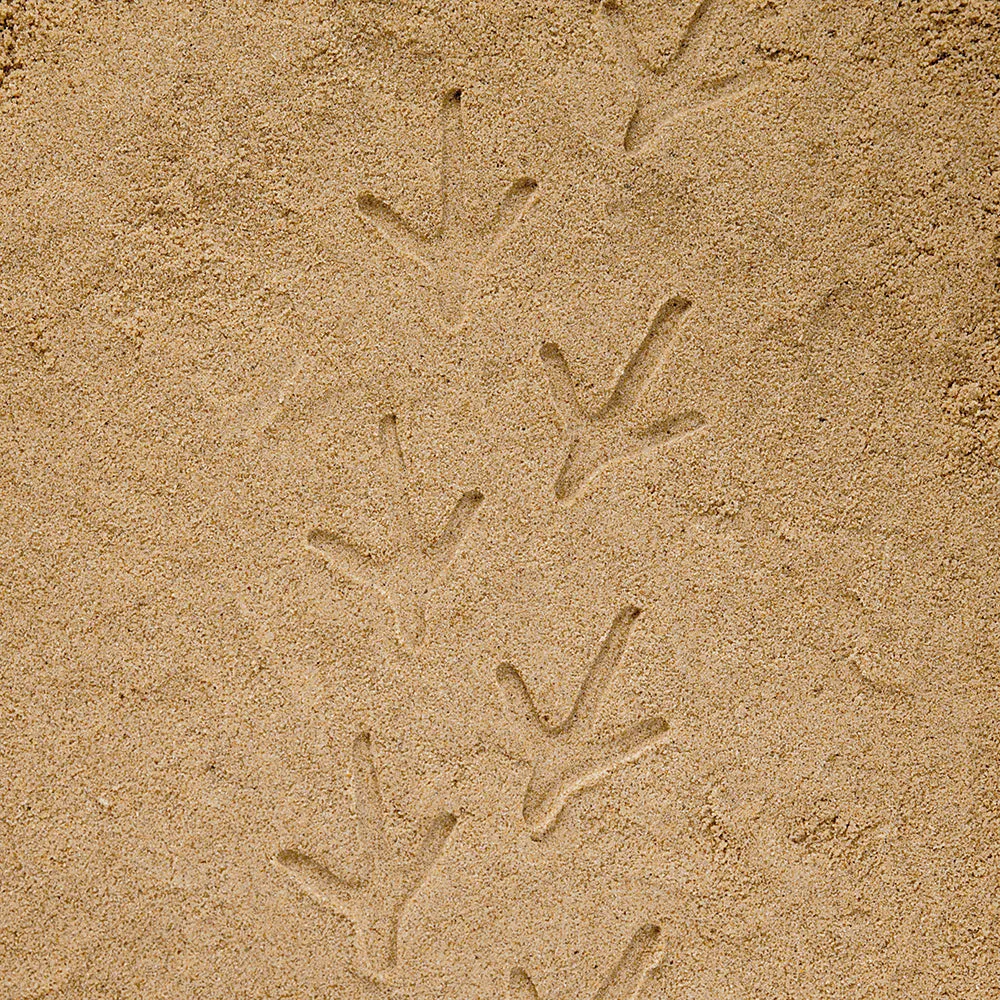 Yellow Door® Let's Investigate Farm Yard Footprints Double-Sided Animal Stones