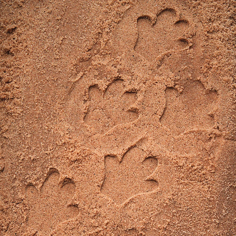 Yellow Door® Let's Investigate Safari Footprints Double-Sided Animal Stones