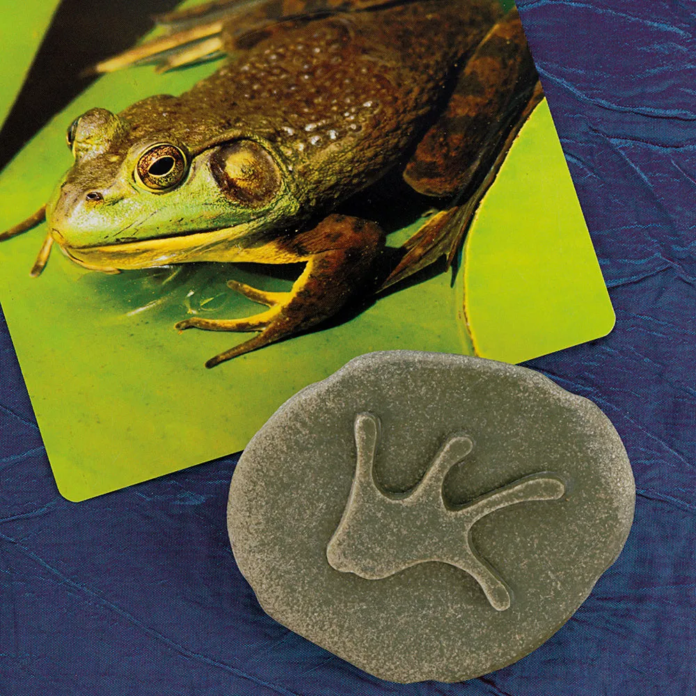 Yellow Door® Let's Investigate Woodland Footprints Double-Sided Animal Stones