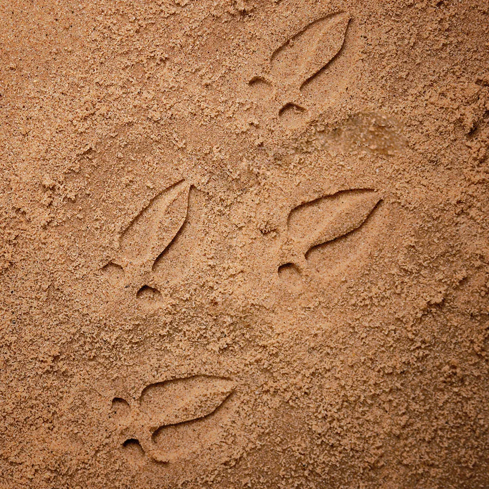 Yellow Door® Let's Investigate Woodland Footprints Double-Sided Animal Stones